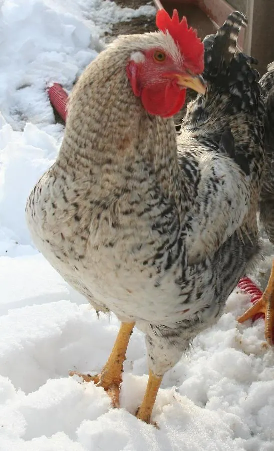 Bed & Breakfast La Ferme Buissonniere